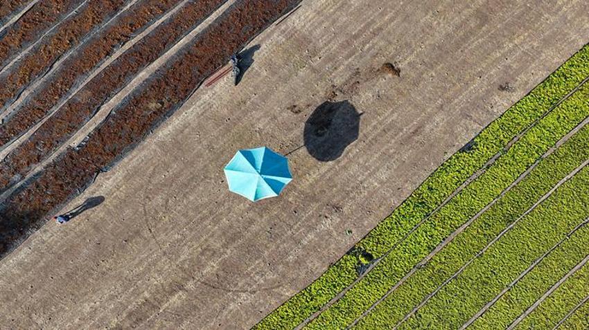 Manisalı çiftçiler gün doğumuyla mesaiye başlıyor! Gündüz hasat ve sergi, gece ise kuru üzüm nöbeti