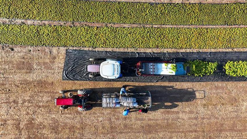 Manisalı çiftçiler gün doğumuyla mesaiye başlıyor! Gündüz hasat ve sergi, gece ise kuru üzüm nöbeti