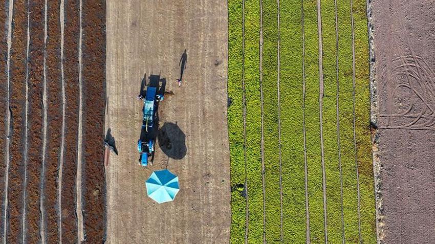 Manisalı çiftçiler gün doğumuyla mesaiye başlıyor! Gündüz hasat ve sergi, gece ise kuru üzüm nöbeti