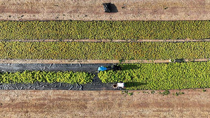 Manisalı çiftçiler gün doğumuyla mesaiye başlıyor! Gündüz hasat ve sergi, gece ise kuru üzüm nöbeti