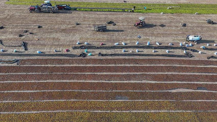 Manisalı çiftçiler gün doğumuyla mesaiye başlıyor! Gündüz hasat ve sergi, gece ise kuru üzüm nöbeti