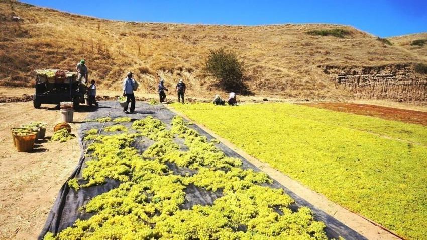 Manisa'da talep azalınca üretici çözümü buldu! Alternatif hazır, kurutma başladı