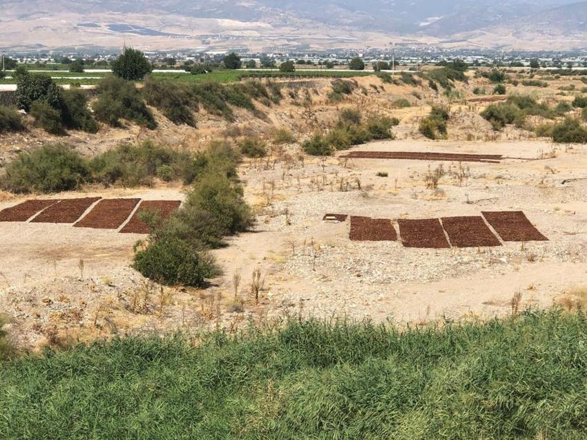 Manisa'da talep azalınca üretici çözümü buldu! Alternatif hazır, kurutma başladı