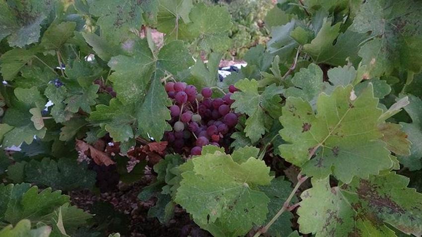 Malatya'da kayısının yerini o aldı, kilosu 500 TL'ye kadar çıktı