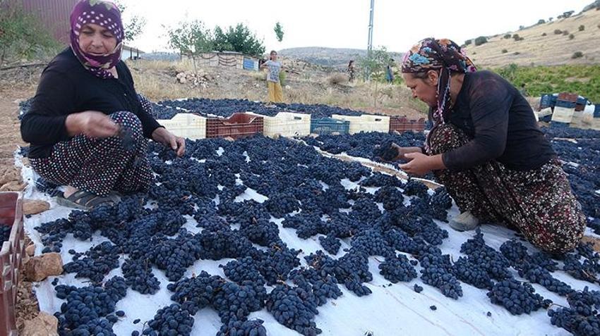 Malatya'da kayısının yerini o aldı, kilosu 500 TL'ye kadar çıktı