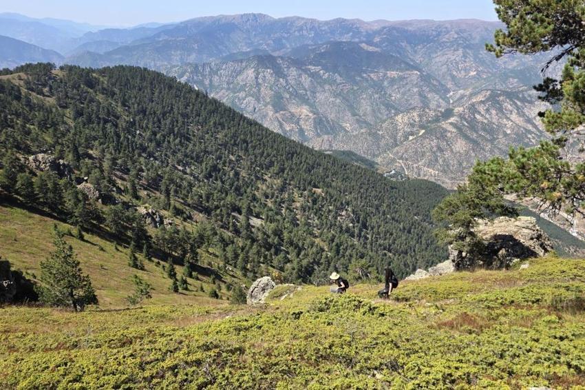 Gümüşhane'de kanser düşmanı olarak bilinen o bitkinin hasadı başladı: 2 bin metrede yetişiyor, dikenleri yok, tadı muhteşem!