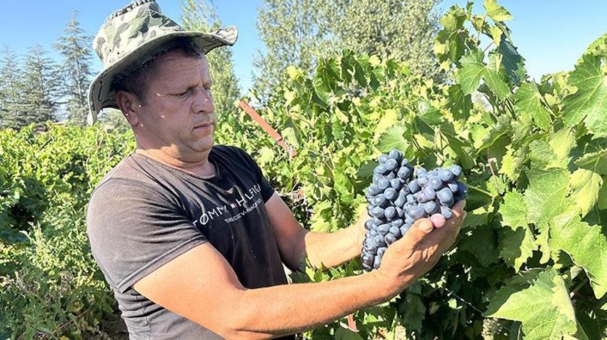 Isparta'da devletin hibe desteğiyle kurulan bahçelerde hasat başladı! Gençler iş sahibi oldu tersine göç başladı