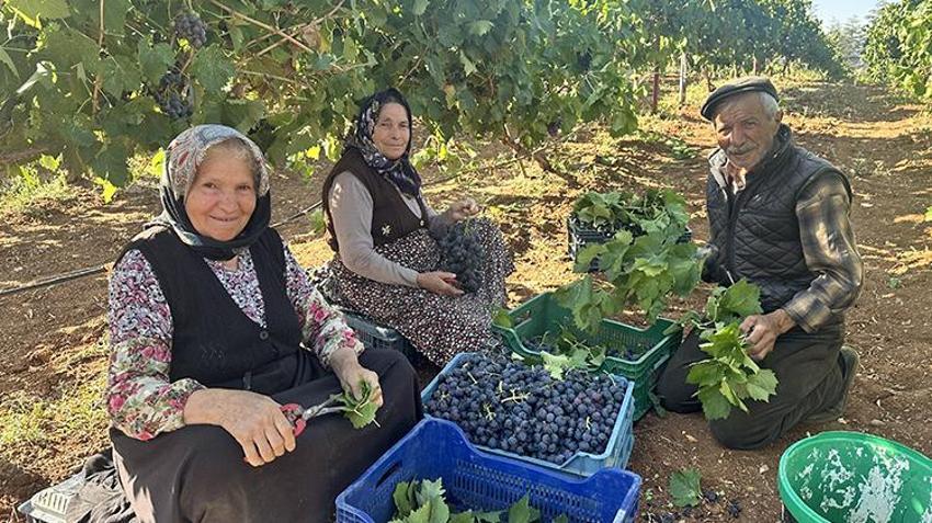Isparta'da devletin hibe desteğiyle kurulan bahçelerde hasat başladı! Gençler iş sahibi oldu tersine göç başladı