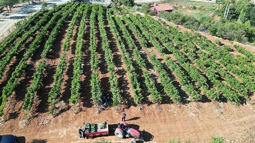 Isparta'da devletin hibe desteğiyle kurulan bahçelerde hasat başladı! Gençler iş sahibi oldu tersine göç başladı