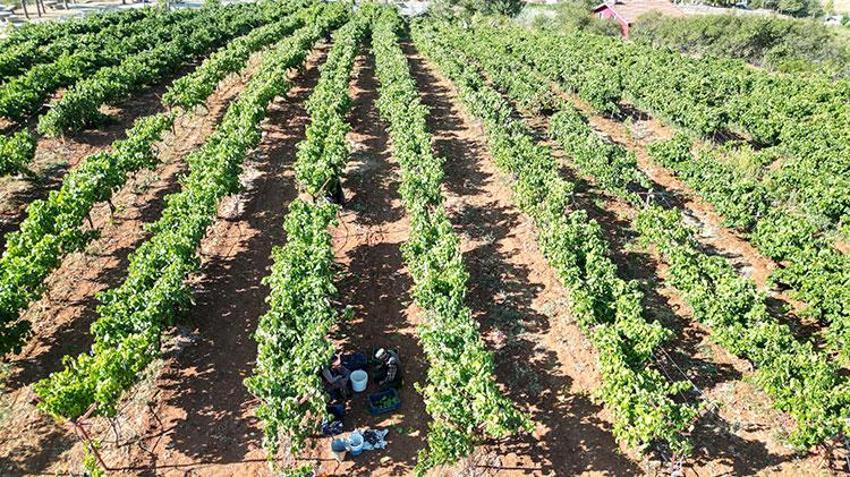Isparta'da devletin hibe desteğiyle kurulan bahçelerde hasat başladı! Gençler iş sahibi oldu tersine göç başladı