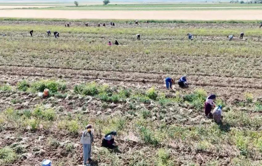 İngiltere'de okulu bırakıp Aksaray'da kurdu! Hasattan sonra Avrupa sıraya girdi: Tonlarca satıyor