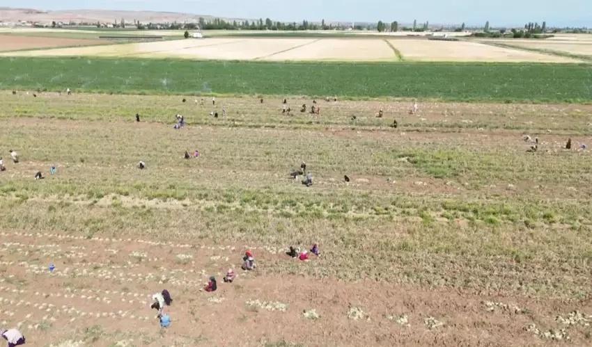 İngiltere'de okulu bırakıp Aksaray'da kurdu! Hasattan sonra Avrupa sıraya girdi: Tonlarca satıyor