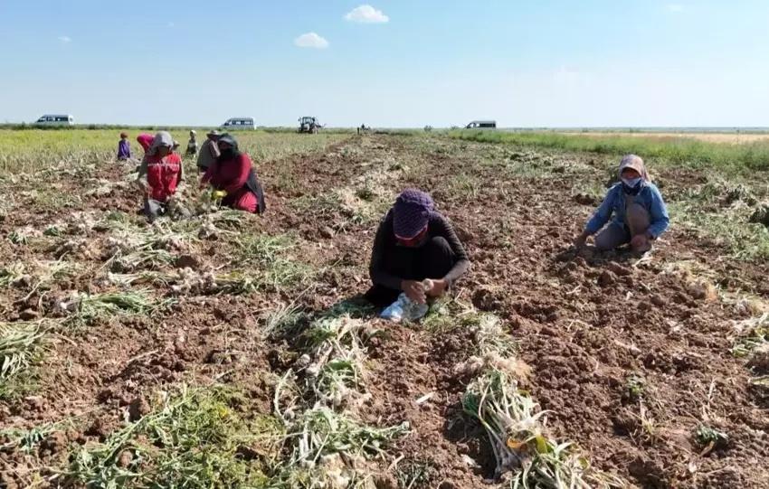 İngiltere'de okulu bırakıp Aksaray'da kurdu! Hasattan sonra Avrupa sıraya girdi: Tonlarca satıyor