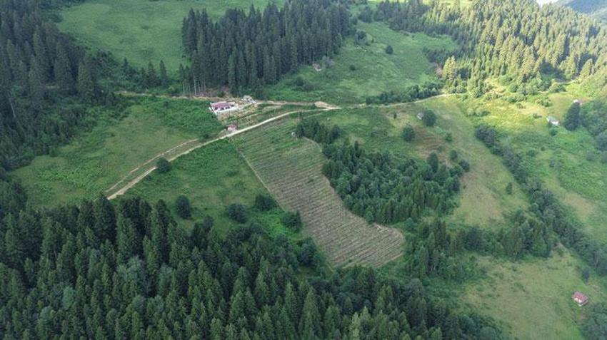 Trabzonlu emekli öğretmen 200 ligarba fidanı ekti kârını beğenince sayısını bin 750'ye çıkardı! Şifa kaynağı meyve büyük talep görüyor
