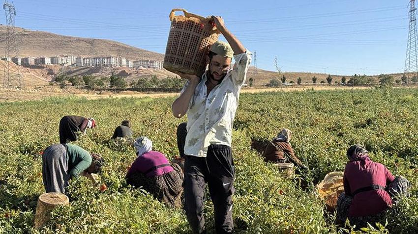Elazığ'da kiraladıkları tarlalara ektiler! Her şehirden talep yağıyor: 'Kazancımız böyle devam ederse seneye yine buradayız'