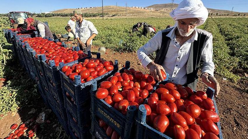 Elazığ'da kiraladıkları tarlalara ektiler! Her şehirden talep yağıyor: 'Kazancımız böyle devam ederse seneye yine buradayız'