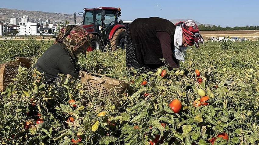 Elazığ'da kiraladıkları tarlalara ektiler! Her şehirden talep yağıyor: 'Kazancımız böyle devam ederse seneye yine buradayız'