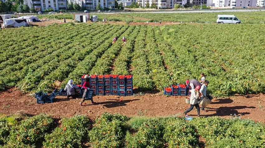 Elazığ'da kiraladıkları tarlalara ektiler! Her şehirden talep yağıyor: 'Kazancımız böyle devam ederse seneye yine buradayız'