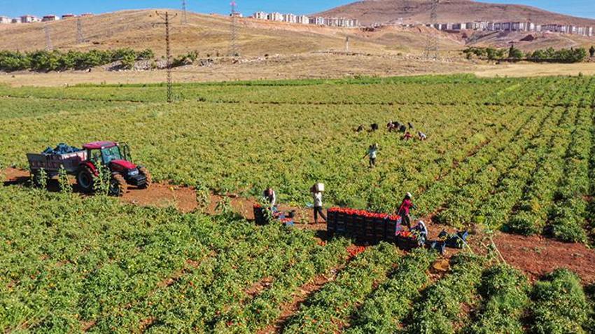 Elazığ'da kiraladıkları tarlalara ektiler! Her şehirden talep yağıyor: 'Kazancımız böyle devam ederse seneye yine buradayız'