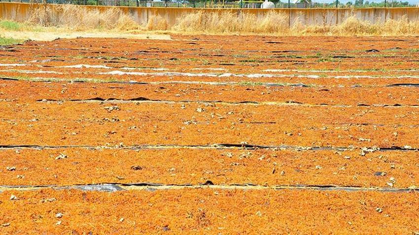 Dünyaca ünlü Sultaniye üzümünde hasat sezonu beklentiyi karşılamadı! Rekolte yüzde 50 düştü