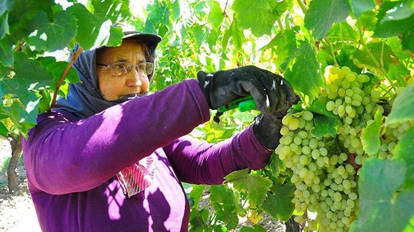 Dünyaca ünlü Sultaniye üzümünde hasat sezonu beklentiyi karşılamadı! Rekolte yüzde 50 düştü