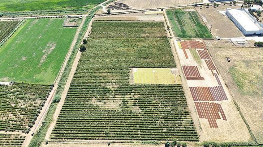 Dünyaca ünlü Sultaniye üzümünde hasat sezonu beklentiyi karşılamadı! Rekolte yüzde 50 düştü