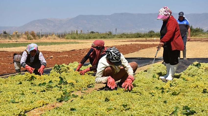 Dünyaca ünlü Sultaniye üzümünde hasat sezonu beklentiyi karşılamadı! Rekolte yüzde 50 düştü