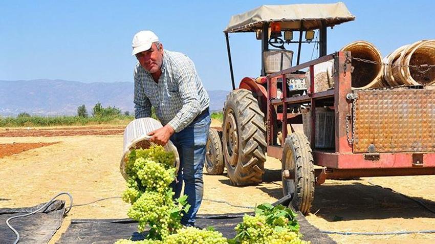 Dünyaca ünlü Sultaniye üzümünde hasat sezonu beklentiyi karşılamadı! Rekolte yüzde 50 düştü