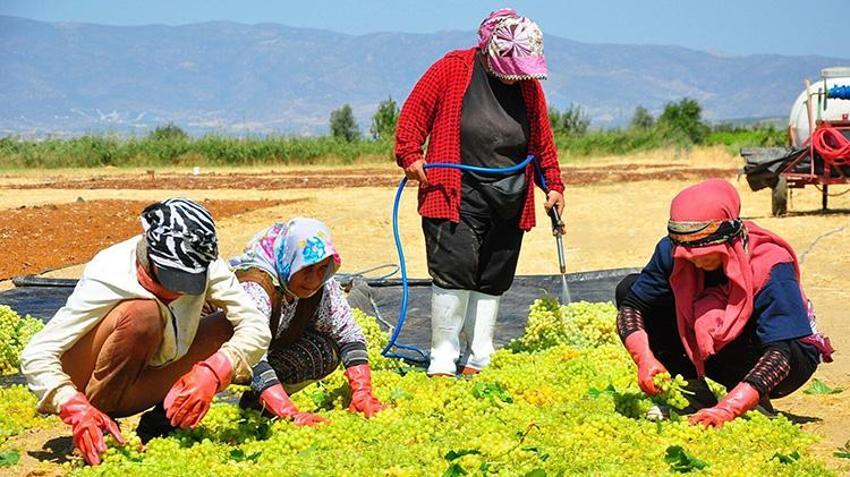 Dünyaca ünlü Sultaniye üzümünde hasat sezonu beklentiyi karşılamadı! Rekolte yüzde 50 düştü