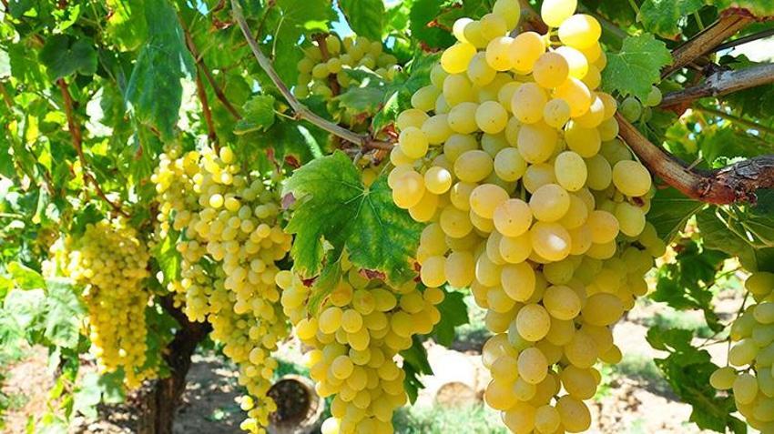 Dünyaca ünlü Sultaniye üzümünde hasat sezonu beklentiyi karşılamadı! Rekolte yüzde 50 düştü