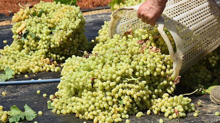 Dünyaca ünlü Sultaniye üzümünde hasat sezonu beklentiyi karşılamadı! Rekolte yüzde 50 düştü