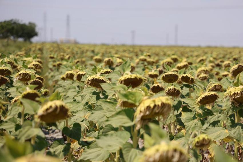Tarlası 2 yıl boş kalanlar dikkat! Uzmanlardan büyük dolandırıcılık uyarısı: Sadece bu kurumlarla iletişime geçin