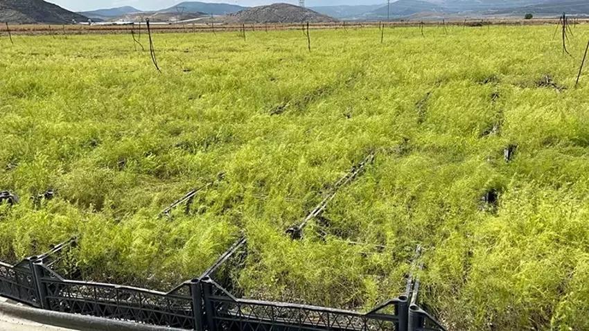 Antalya'da köylüler dağdan topluyor! Kendiliğinden yetişiyor: Pazarda 1000 liraya satılıyor