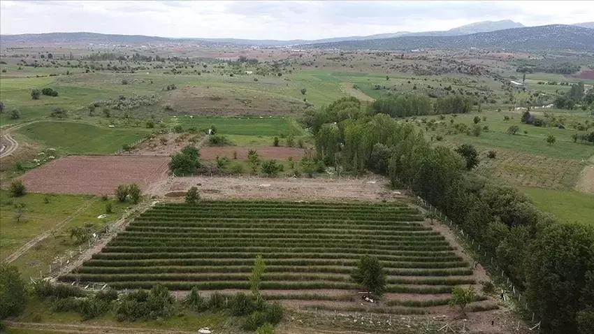 Antalya'da köylüler dağdan topluyor! Kendiliğinden yetişiyor: Pazarda 1000 liraya satılıyor