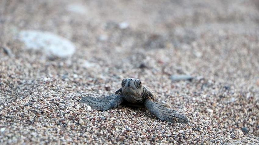Nesli tehlike altındaki canlıların yaşam savaşı, bu mahallede kazanılıyor: Tatil planlarını onlara göre yapıyorlar!