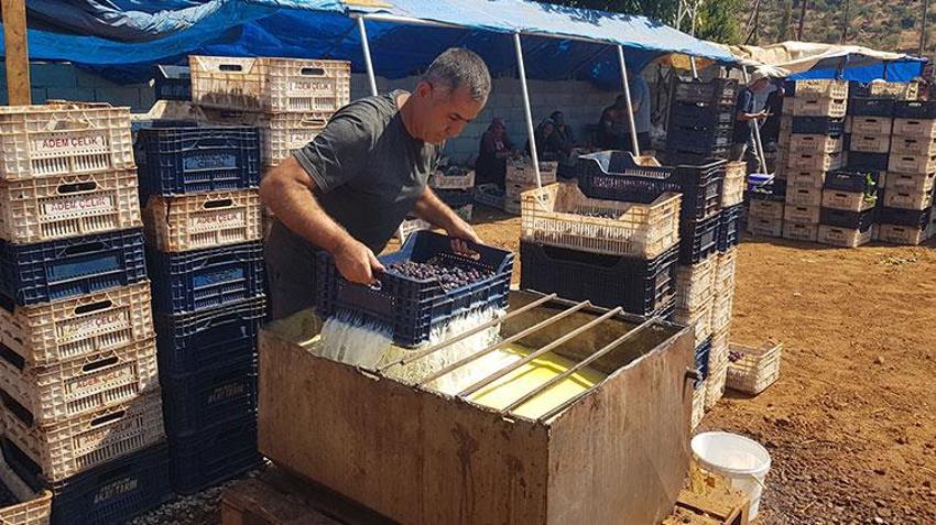 İslahiye'de 'Antep karası' kurutmaya bırakıldı! 50 bin dekarda yetiştiriliyor