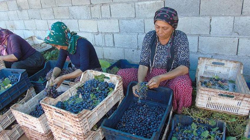İslahiye'de 'Antep karası' kurutmaya bırakıldı! 50 bin dekarda yetiştiriliyor