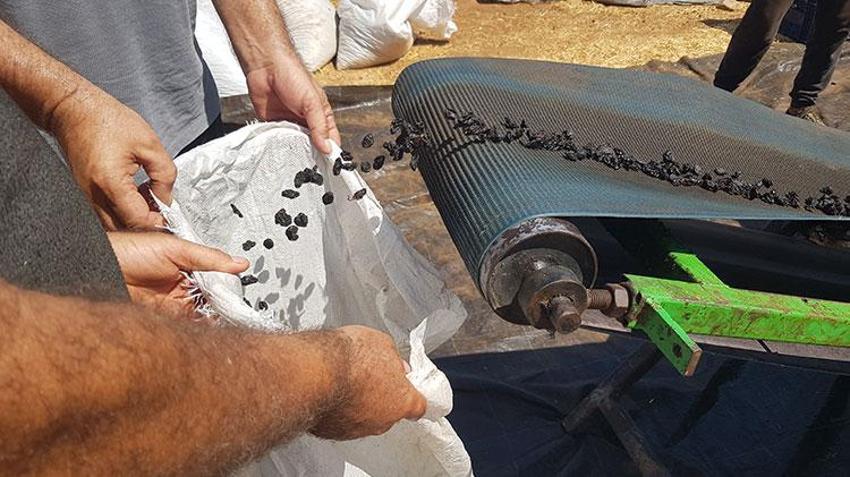 İslahiye'de 'Antep karası' kurutmaya bırakıldı! 50 bin dekarda yetiştiriliyor