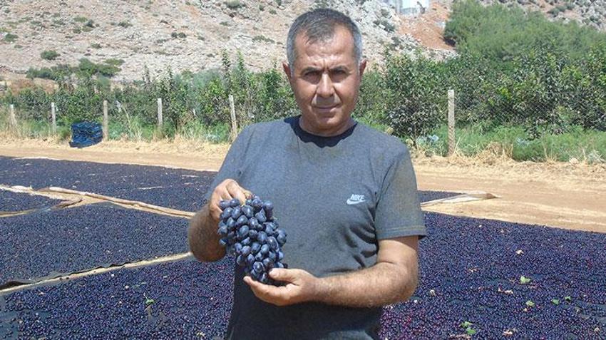 İslahiye'de 'Antep karası' kurutmaya bırakıldı! 50 bin dekarda yetiştiriliyor