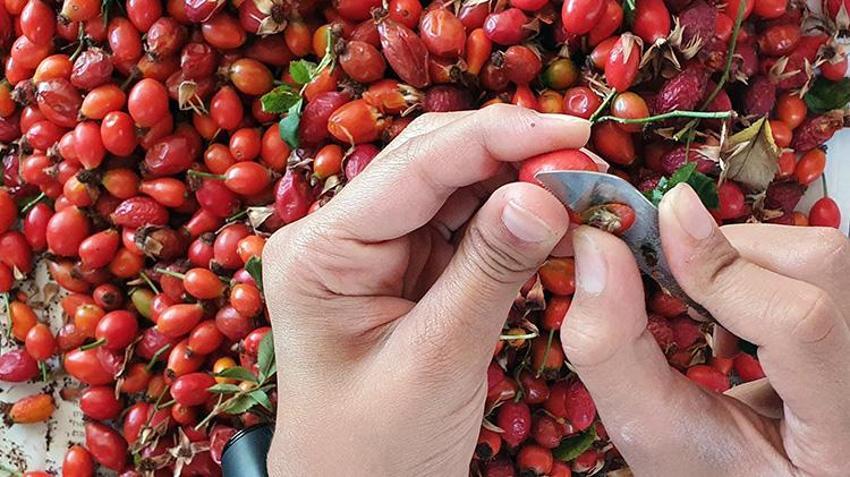 Erzincan'da kış mesaisi başladı! Zorlu arazilerden toplanıp kavanozlara giriyor