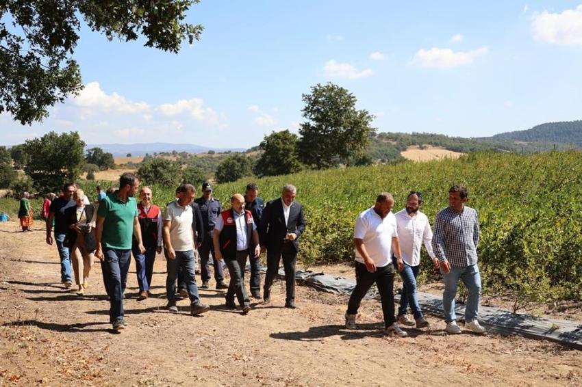 Balıkesir'de şenlik havasında 'süper meyve' hasat edildi! Kazancı yüksek olan ürünün ekim alanı 21 kat arttı