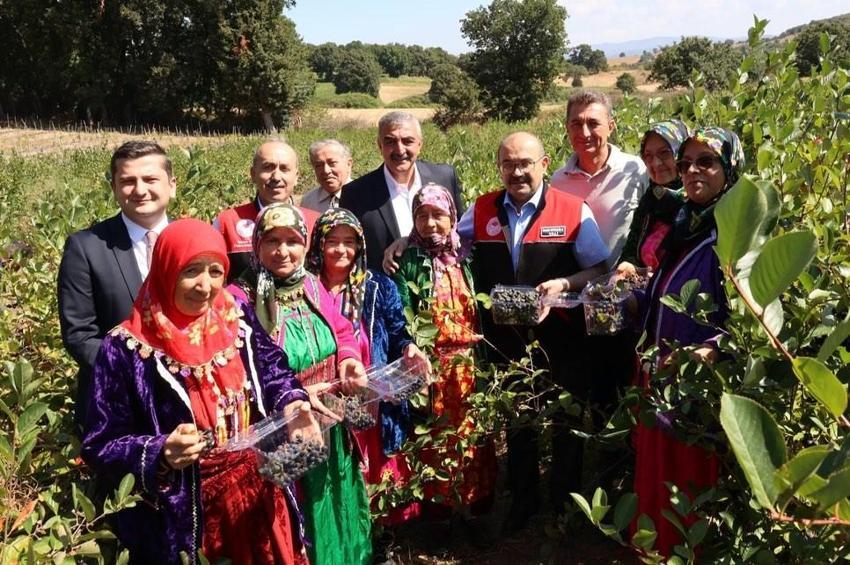 Balıkesir'de şenlik havasında 'süper meyve' hasat edildi! Kazancı yüksek olan ürünün ekim alanı 21 kat arttı