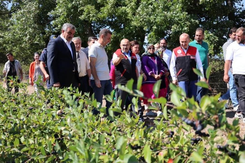 Balıkesir'de şenlik havasında 'süper meyve' hasat edildi! Kazancı yüksek olan ürünün ekim alanı 21 kat arttı