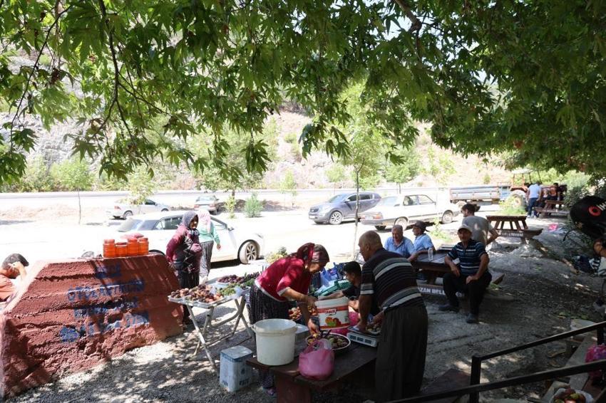 Kozan'da 50 yılık çınar ağacını yazı tahtasına çevirdiler! Halk ağacı kurtarmak için seferber oldu