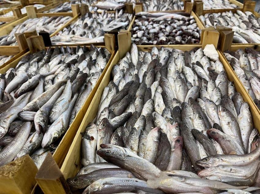 Denizde balık var, teknede tayfa yok! Ege'de zorlu mesai başladı