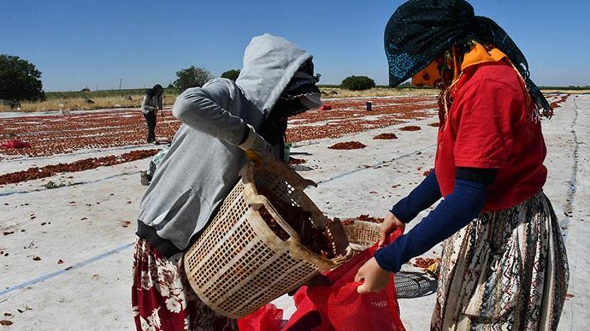 Şanlıurfa'dan çıkıyor, Amerika, Rusya ve Orta Doğu sofralarını süslüyor! 5 bin ton ihraç edilecek