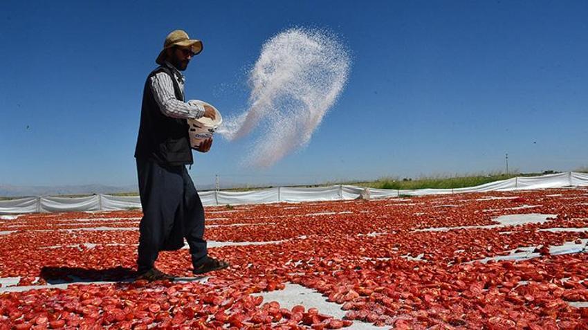 Şanlıurfa'dan çıkıyor, Amerika, Rusya ve Orta Doğu sofralarını süslüyor! 5 bin ton ihraç edilecek