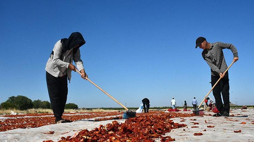 Şanlıurfa'dan çıkıyor, Amerika, Rusya ve Orta Doğu sofralarını süslüyor! 5 bin ton ihraç edilecek
