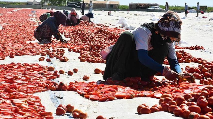 Şanlıurfa'dan çıkıyor, Amerika, Rusya ve Orta Doğu sofralarını süslüyor! 5 bin ton ihraç edilecek