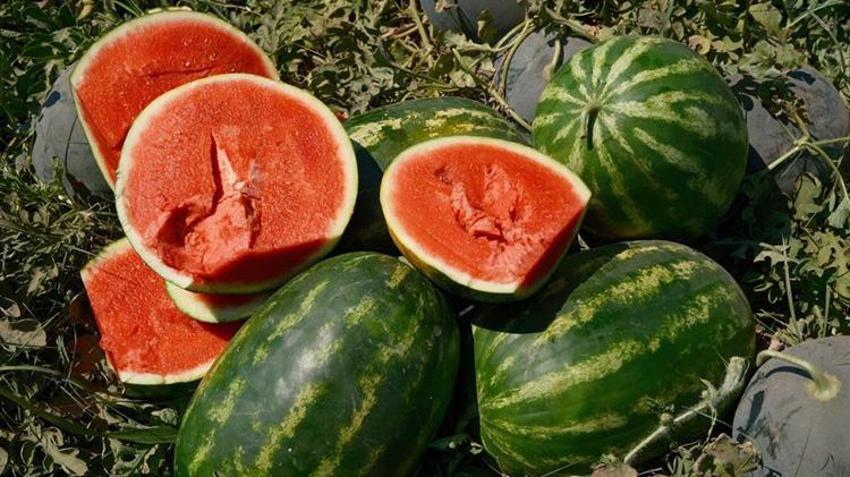 Bursa'da karpuzun fiyatı 70 kilometrede 30'a katlanıyor! Domatesten zarar edince karpuz ektiler ama 30 kuruşa kadar indi